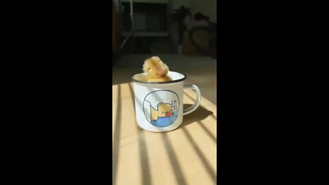 Amazing little yellow duck go sleeping on cup