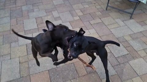 Dogs playing with stick. Patterdale Terriers Black Fell Performance Hunting Earthdogs Catchdogs