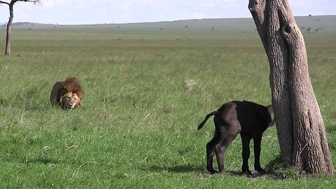 Lion saves a baby calf from another lion attack