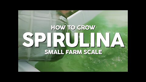 How to Grow Spirulina - Small Farm Scale (Mini Doc pt1)