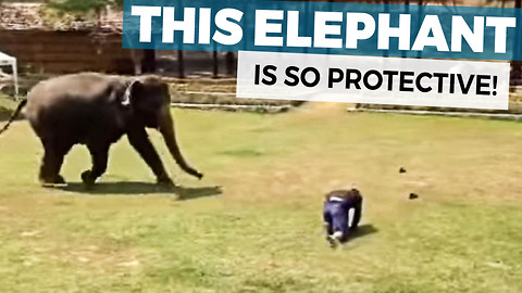 This Elephant Watches Her Caretaker Collapse Face Down Onto The Ground And Springs Into Action