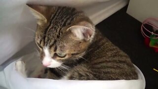 Funny Little Cat Wiggles His Butt