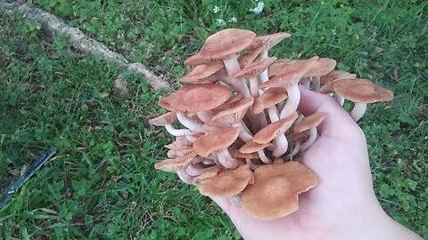 Ringless Honey Mushroom