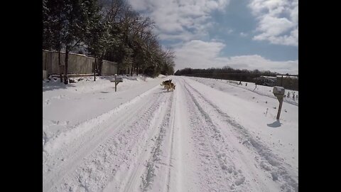 Snow GSDs in NE TX