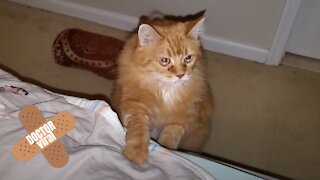 Chubby Old Cat Attempts To Jump On Bed