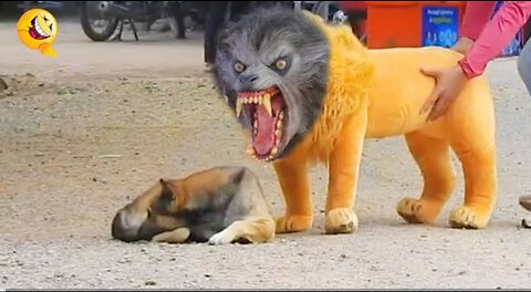 Troll Parnk dog funny & fake lion and fake tiger Parnk to dog