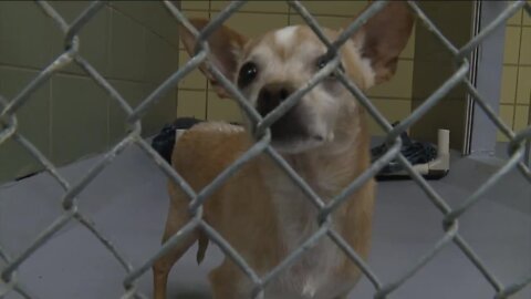 Hillsborough County Pet Resource Center celebrates 100K pets saved since 2012