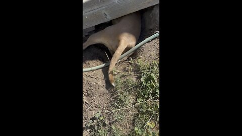 Jenson digging after ground squirrels