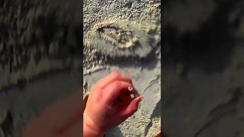 Metal Detecting Florida Beach For Treasure & Silver & Gold Jewelry Equinox Detecting July 21 2022