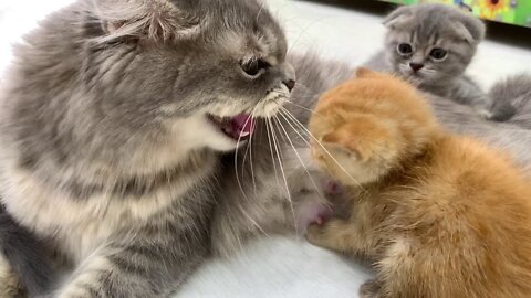 The ginger kitten's first meeting with the cat Will she feed him or not?