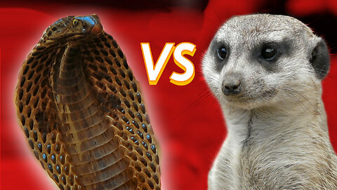 Mongoose vs cobra