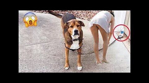 Funniest Videos 2022 😂 Funny Cats 🐱 and Dogs 🐶