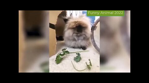 1 hour of the Funniest Animals Funny Cats And Dogs