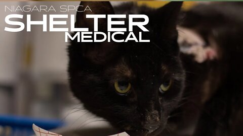 Cat collar embedded under leg | Niagara SPCA Shelter Medical