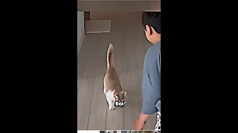 Cat surprise owner