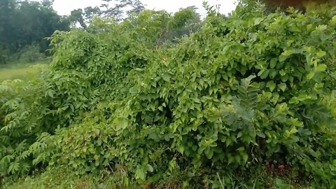 Footage of village in India.Indian village life.Village of West Bengal.