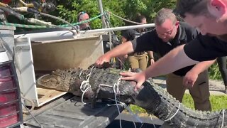 Gator wrangled near Lexington Middle School