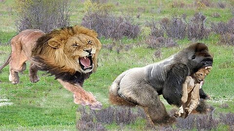 Amazing Wild Animal Fights Caught On Camera, monkey vs python, Lion, leopard, wild boar