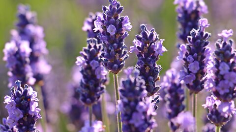 Annual Lavender Festival kicks off Saturday