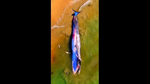 Dead Blue whale 🐋 #viral