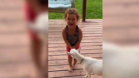 Baby goat's parkour moves cause little girl to giggle uncontrollably