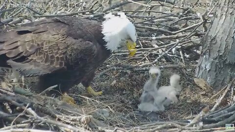 Hays Eagles H13 bonks Mom 2021 03 30 15:42:27