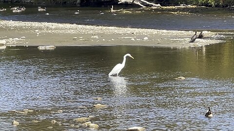 White Egret, Cormorants, Ducks & Canada Geese