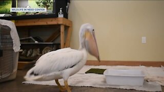 Calling all ice fishers! Stranded pelican with broken wing in Wisconsin is in need of fish