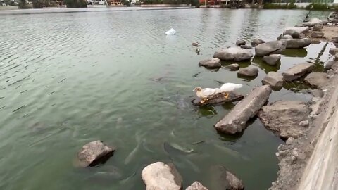 Lots of big fish huddle to eat after food is thrown at them on the edge of a pond