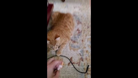 Playing Fetch with Cat