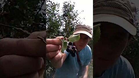 Saskatoon Berry Picking with 🎶 for Bear 🐻 Deterrent - Groovin in the Orchard 😉 Aug 1, 2022