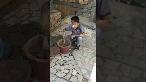 My Son Planting chilies Seed #dailyhackness #ytshorts #planting #chili #challenges #doityourself