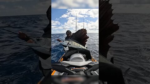 SOLO offshore SAILFISH Catch #fish #seafood #florida #sailfish #bigfish #miami