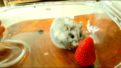 Funny Hamster Strawberry Challenge