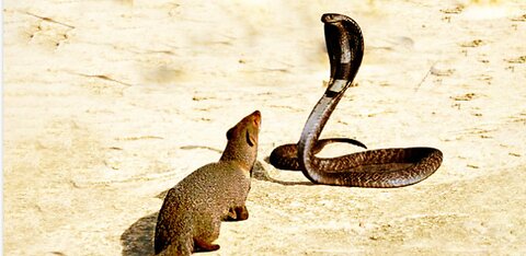 The King Cobra vs grey mongoose Viral Nature wildlife | channel Entertainment Hubbs