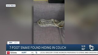 Snake found in Chula Vista couch