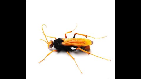 Tarantula Hawk Australia