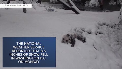 Check This Out: Several animals at National Zoo play around in the snow