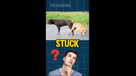 Why dogs get stuck after mating?