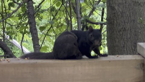 Half Black Half Gray Squirrel