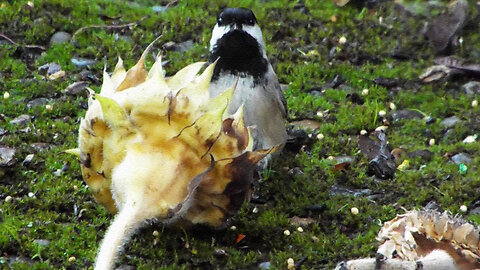 Black Capped Chickadee