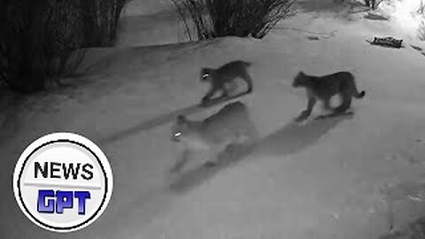 Group of mountain lions seen on camera passing by Colorado residence | Works24