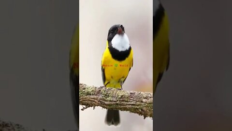 इस Bird की आवाज कितनी प्यारी है😍How sweet is this bird's voice👈