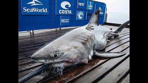 Gigantic Shark! Deep Ocean Sea Creature Big Fish Viral Video