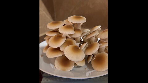 Home grown mushroom Pioppino fruit harvest