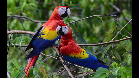 The Most colourful Birds You've Ever Seen