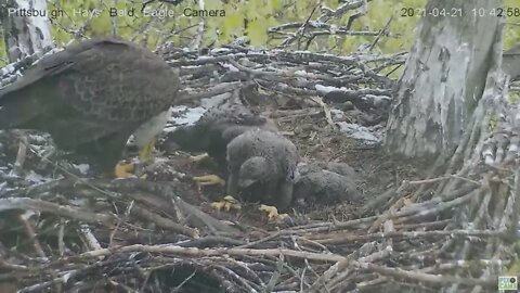 Hays Eagles Dad brings in fish tail for H13 H14 H15 on cold spring day 2021 04 21 10:42AM