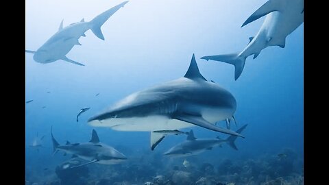 5 Fun Facts About The Caribbean Reef Shark