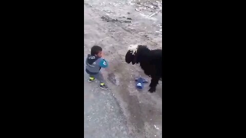 funny animal clip