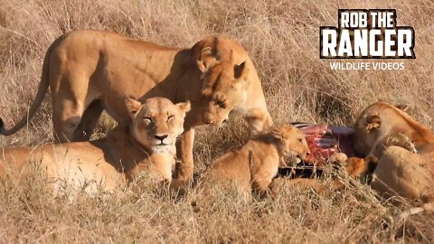 Marsh Pride Of Lions Eat a Zebra | Maasai Mara Safari | Zebra Plains